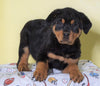 AKC Registered Rottweiler For Sale Sugarcreek, OH Male - Rambo
