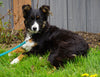 Australian Shepherd For Sale Baltic, OH Female- Jenny