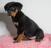 AKC Registered Rottweiler For Sale Sugarcreek, OH Female - Cece