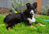 Australian Shepherd For Sale Baltic, OH Female- Jenny