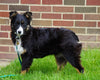 Australian Shepherd For Sale Baltic, OH Female- Jenny