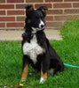 Australian Shepherd For Sale Baltic, OH Female- Jenny