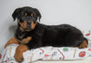AKC Registered Rottweiler For Sale Sugarcreek, OH Male - Tucker