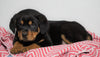 AKC Registered Rottweiler For Sale Sugarcreek, OH Female - Roxy