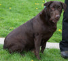 AKC Chocolate Labrador Retriever For Sale Sugarcreek, OH Female- Maggie