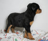 AKC Registered Rottweiler For Sale Sugarcreek, OH Female - Macey