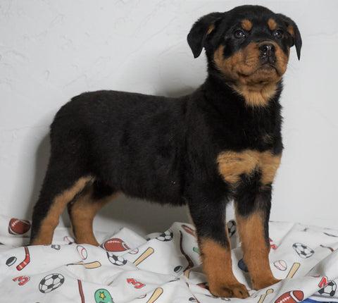 AKC Registered Rottweiler For Sale Sugarcreek, OH Female - Macey