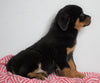 AKC Registered Rottweiler For Sale Sugarcreek, OH Female - Jasper