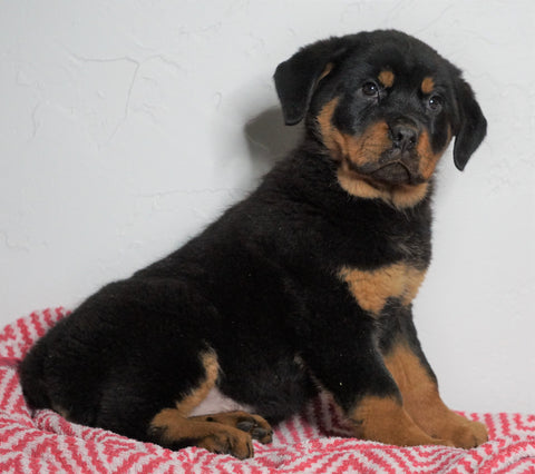 AKC Registered Rottweiler For Sale Sugarcreek, OH Female - Jasper