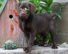 AKC Chocolate Labrador Retriever For Sale Sugarcreek, OH Female- Betzy