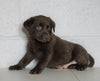 AKC Labrador Retriever For Sale Sugarcreek, OH Male - Tucker