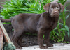 AKC Chocolate Labrador Retriever For Sale Sugarcreek, OH Female- Betzy