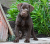 AKC Chocolate Labrador Retriever For Sale Sugarcreek, OH Female- Betzy