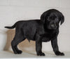 AKC Labrador Retriever For Sale Sugarcreek, OH Male - Jax