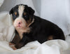 AKC Registered Bernese Mountain Dog For Sale Millersburg, OH Male- Roscoe