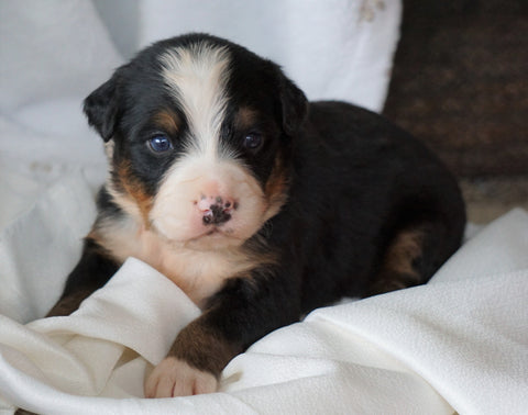 AKC Registered Bernese Mountain Dog For Sale Millersburg, OH Male- Rambo