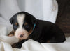 AKC Registered Bernese Mountain Dog For Sale Millersburg, OH Male- Rambo