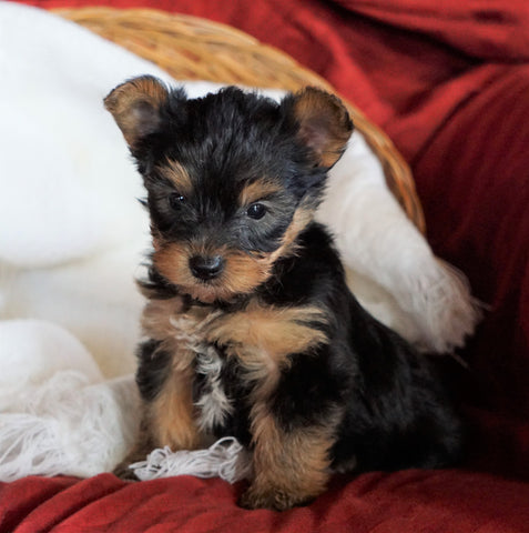 AKC Registered Yorkshire Terrier For Sale Millersburg, OH Male - Rambo
