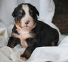 AKC Registered Bernese Mountain Dog For Sale Millersburg, OH Male- Sarge