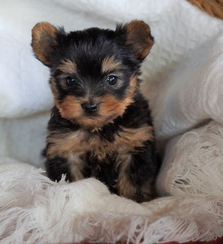 AKC Registered Yorkshire Terrier For Sale Millersburg, OH Male - Roscoe