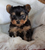 AKC Registered Yorkshire Terrier For Sale Millersburg, OH Male - Roscoe