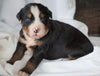 AKC Registered Bernese Mountain Dog For Sale Millersburg, OH Male- Sarge
