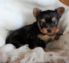 AKC Registered Yorkshire Terrier For Sale Millersburg, OH Male - Roscoe