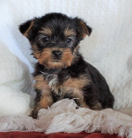 AKC Registered Yorkshire Terrier For Sale Millersburg, OH Male - Rover