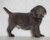 AKC Labrador Retriever -Charcoal- For Sale Sugarcreek, OH Male - Russel