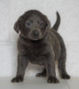 AKC Labrador Retriever -Charcoal- For Sale Sugarcreek, OH Male - Russel