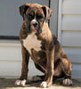 AKC Registered Boxer For Sale Baltic, OH Male - Gus
