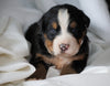 AKC Registered Bernese Mountain Dog For Sale Millersburg, OH Male- Elvis