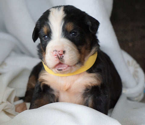 AKC Registered Bernese Mountain Dog For Sale Millersburg, OH Female- Daisy