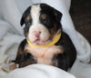 AKC Registered Bernese Mountain Dog For Sale Millersburg, OH Female- Daisy