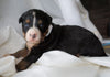 AKC Registered Bernese Mountain Dog For Sale Millersburg, OH Female- Lily