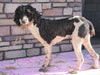Moyen Poodle For Sale Wooster, OH Male- Otis