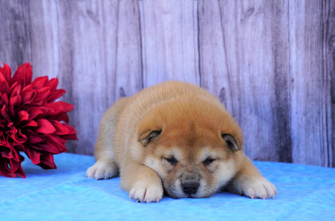 AKC Registered Shiba Inu For Sale Fredericksburg, OH Male- Buster