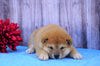 AKC Registered Shiba Inu For Sale Fredericksburg, OH Male- Buster