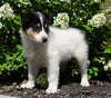 Lassie Collie For Sale Fredericksburg, OH Male- Denny