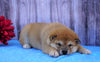 AKC Registered Shiba Inu For Sale Fredericksburg, OH Male- Buster