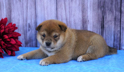 AKC Registered Shiba Inu For Sale Fredericksburg, OH Male- Sparky
