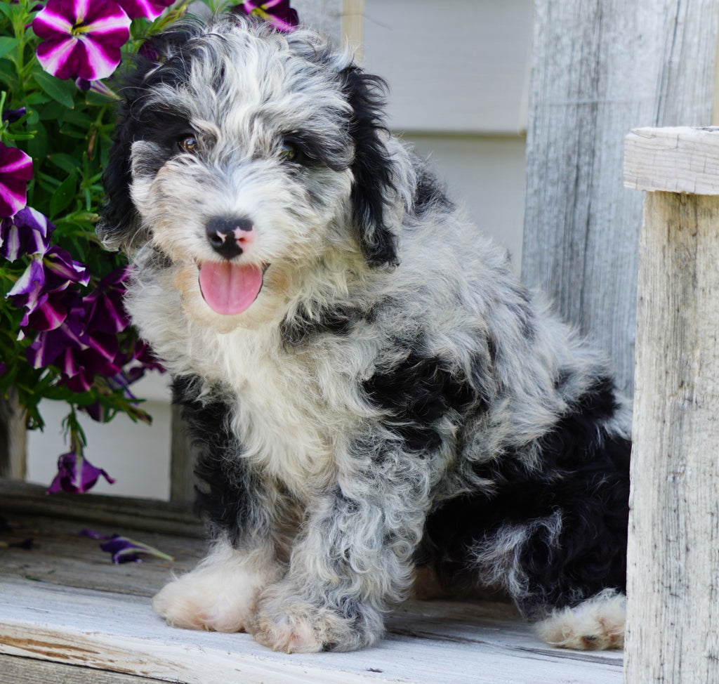 F1B Mini Aussiedoodle For Sale Fredericksburg, OH Male Harrison AC