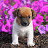 Jack Russell Terrier For Sale Holmesville, OH Male- Carson