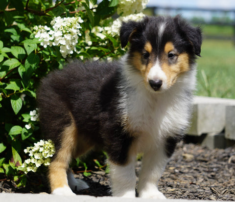 Lassie Collie For Sale Fredericksburg, OH Male- Dan