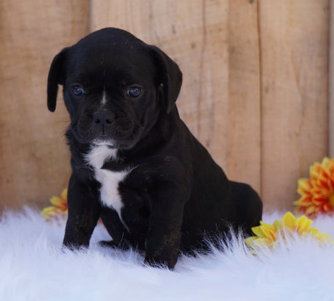 Beabull For Sale Fredericksburg, OH Female- Jessie