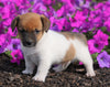 Jack Russell Terrier For Sale Holmesville, OH Male- Carson
