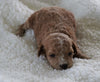 F1B Micro Mini Goldendoodle For Sale Fredericksburg, OH Female- Arianna