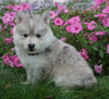Pomsky For Sale Loudenville, OH Male- Ricky