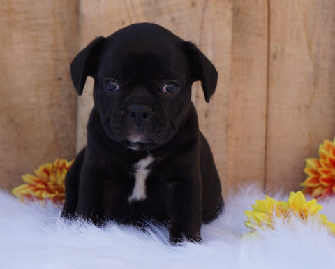 Beabull For Sale Fredericksburg, OH Female- Jill