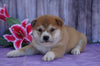 AKC Registered Shiba Inu For Sale Fredericksburg, OH Female- Maggie